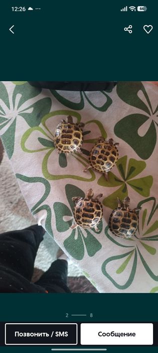 Тошбака черепашки