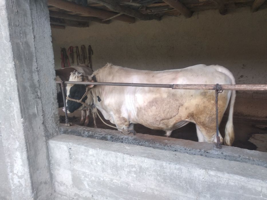 Салом алаекум 2та бука сотилади ёши 3, га бокилган 300кг  веси бор