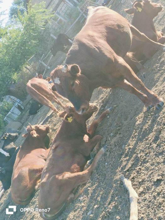 Продам молодняк 17 голов