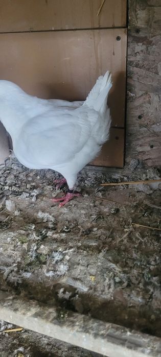 Vind porumbei texani kingi rotați  voiajori stil veichi