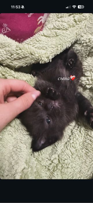 Отдам котят в добрые руки