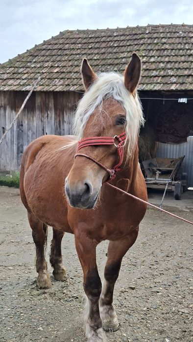 Iapă de vânzare de 5 ani