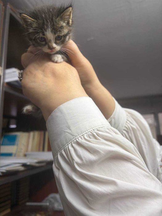 Отдам котят бесплатно
