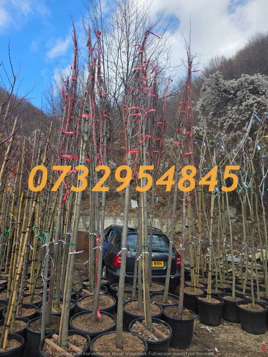 Tei, Mesteacăn, Arțar, Platan, Stejar – Exemplare Mari