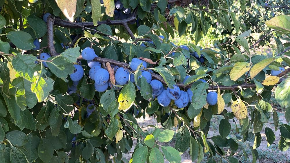 Prune foarte coapte și gustoase ideale pt pălincă, gem, compot …. !!!
