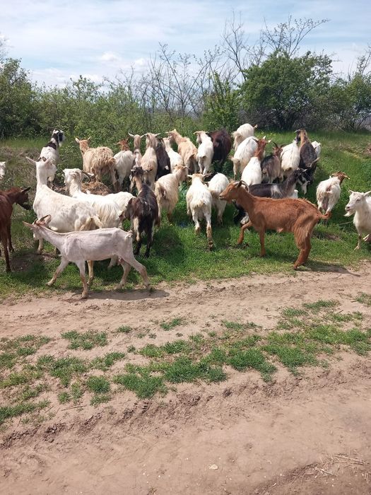 Vând 34 de capre cu lapte