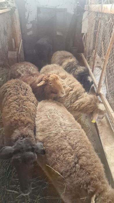 Продаётся откормлиние барашки