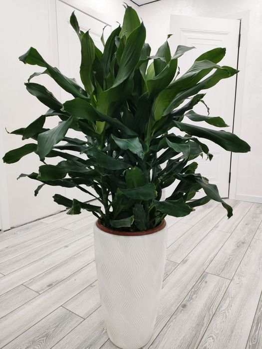 Комнатные цветы. Доставка есть