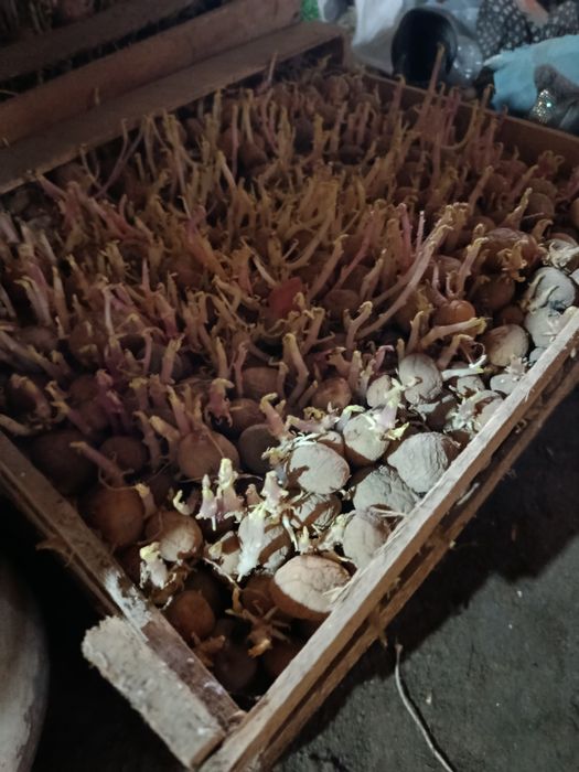 Картошка уруглик