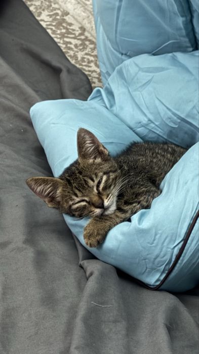 Котенок в Добрые руки