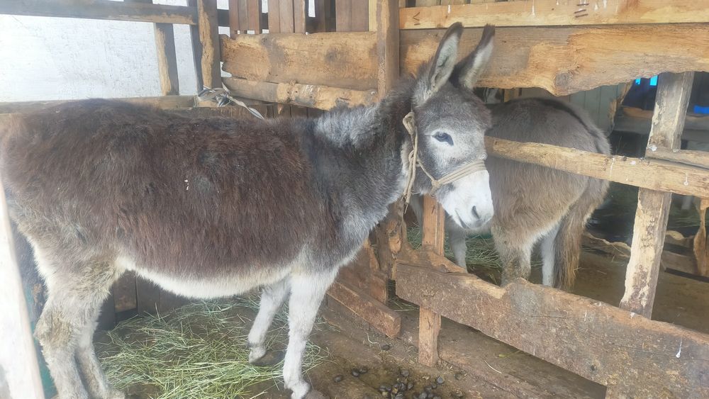 Продам двух ослиц