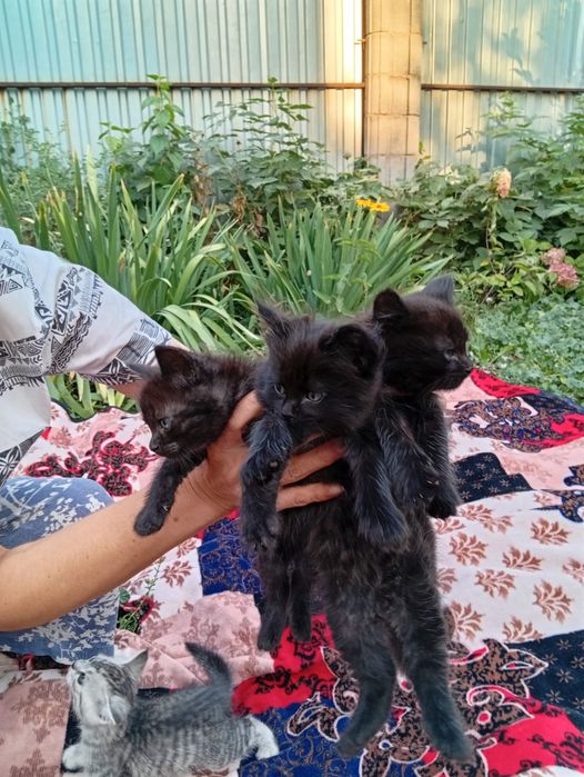 Котята в добрые руки отдадим