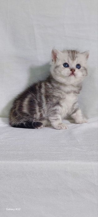 Продам шикарного котёнка