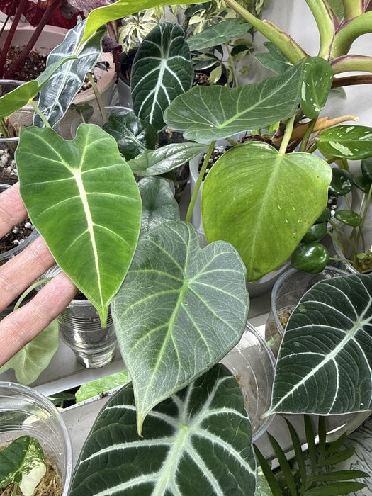 Комнатные растения.