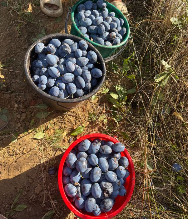 Prune de vanzare pt tuica