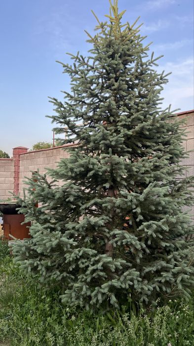 Продам голубые ели