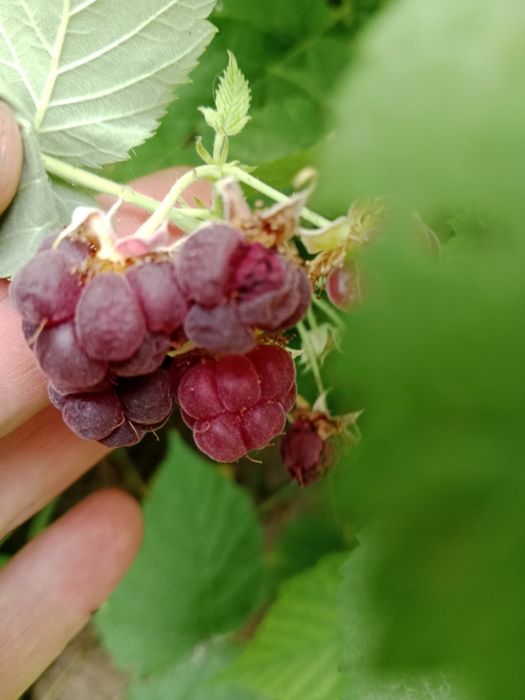 Продам кусты ежемалины очень полезная ягода.