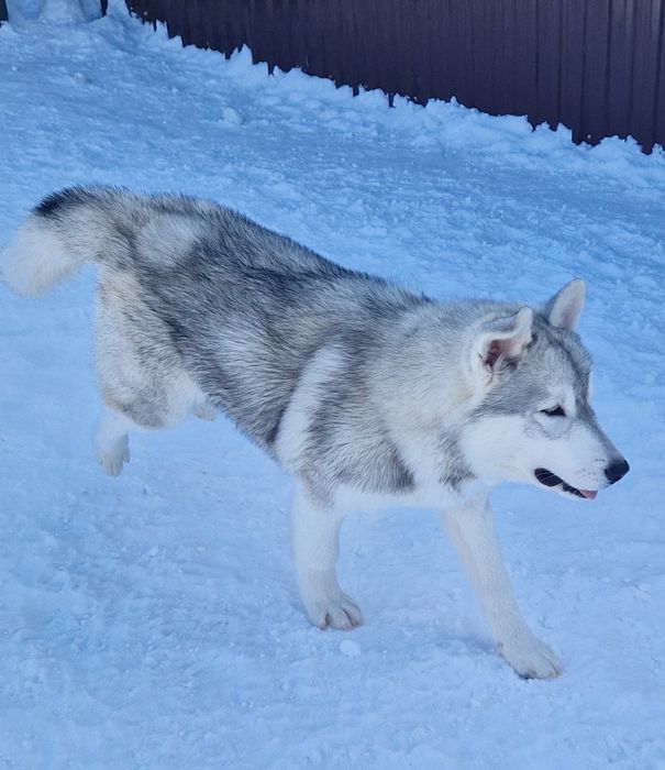 Красавица малышка от Чемпионов!