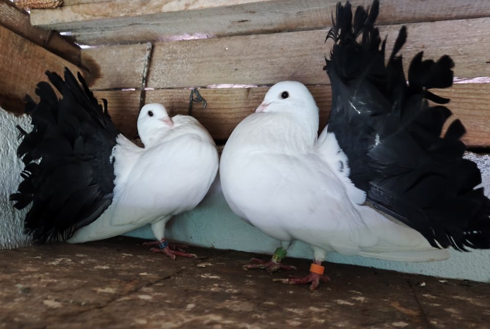 vand pereche voltati