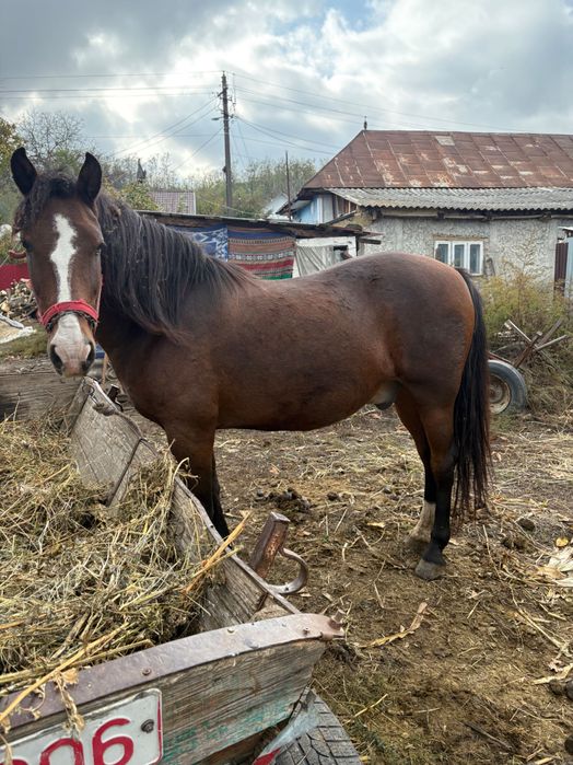 Cal de vânzare detalii în privat