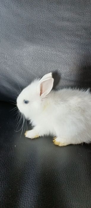 Продам декоративного кролика