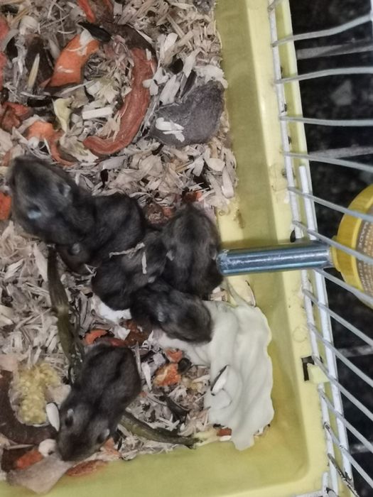 Джунгарские хомяки