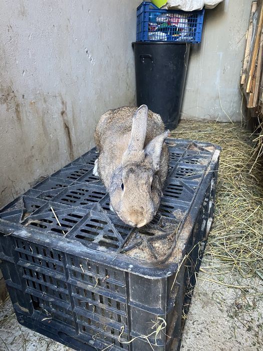 Vand doua femele tinere