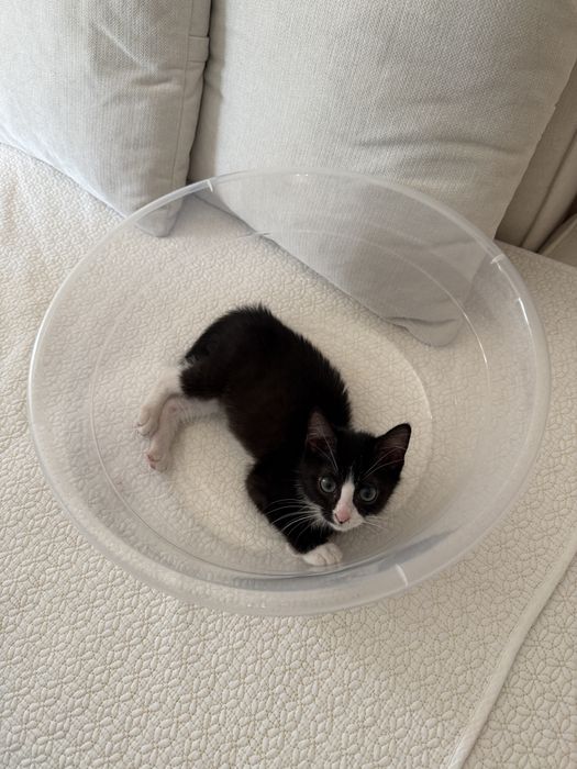 Котенок, примерно 3 месяца