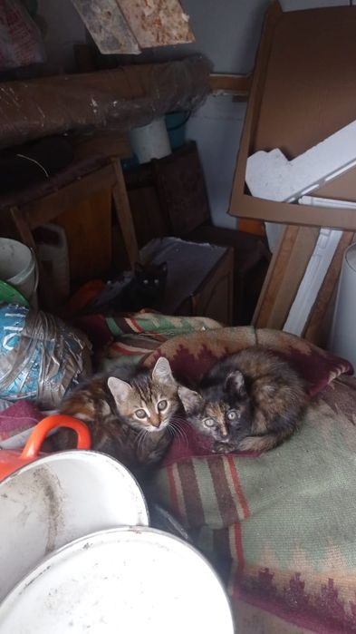 Одам в добрые руки