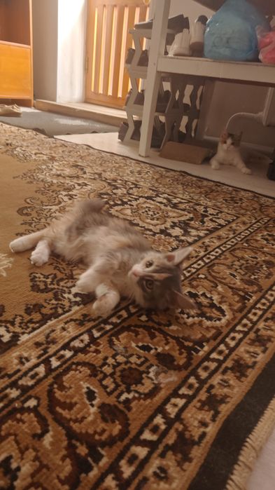 Котёнок хорошие руки