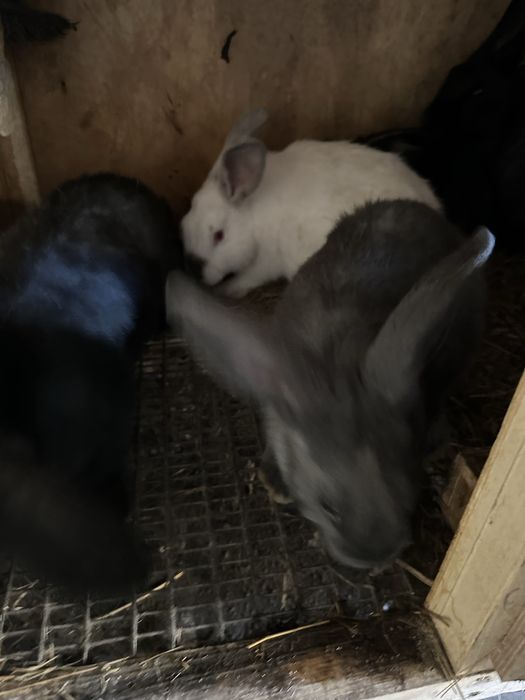 Продам кроликов.