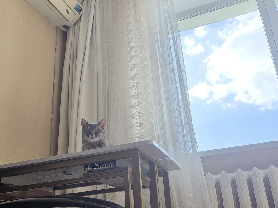 Абиссинская кошка