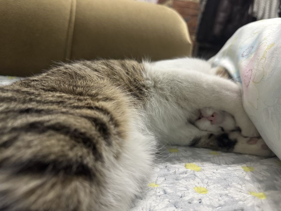 котенок 4-5 месяцев