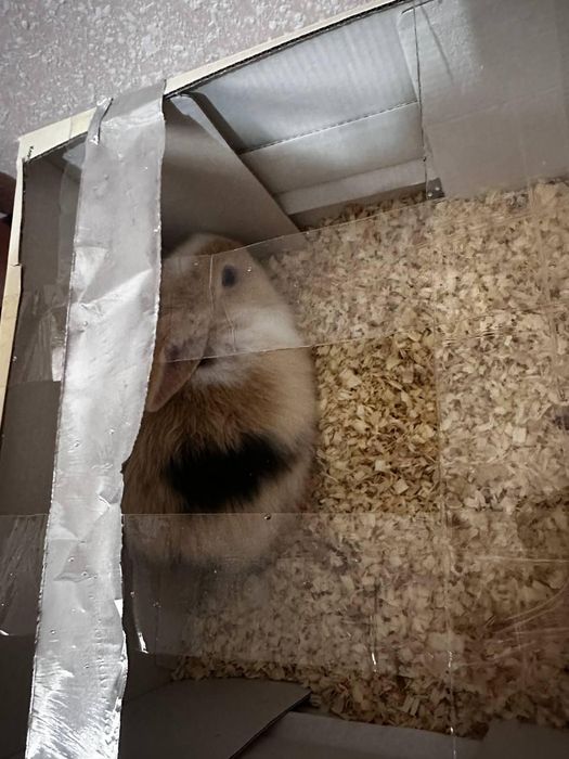 Quyon kotta bop ketmidiganidan