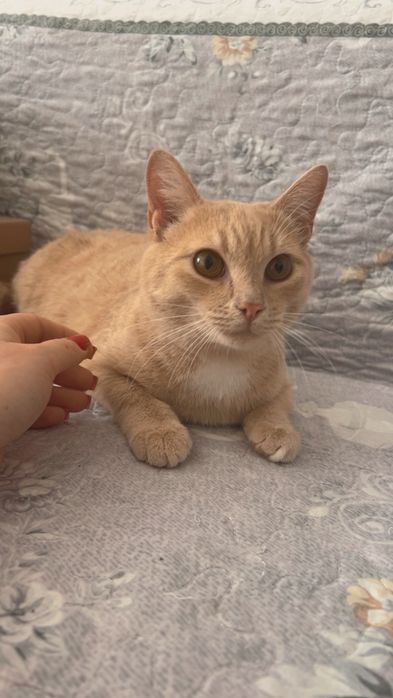 Отдам котёнка в добрые руки