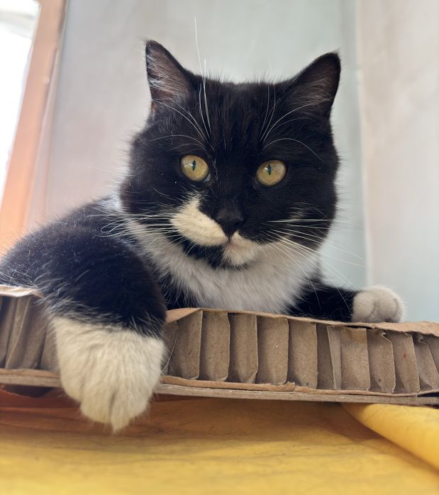 В добрые руки кошечка