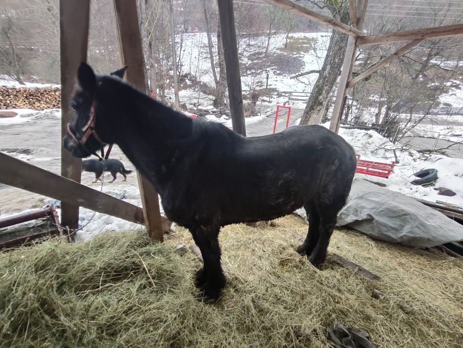 Vând cal foarte cuminte