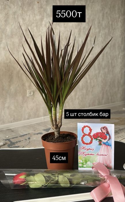 Гүлдер сатылады свежие