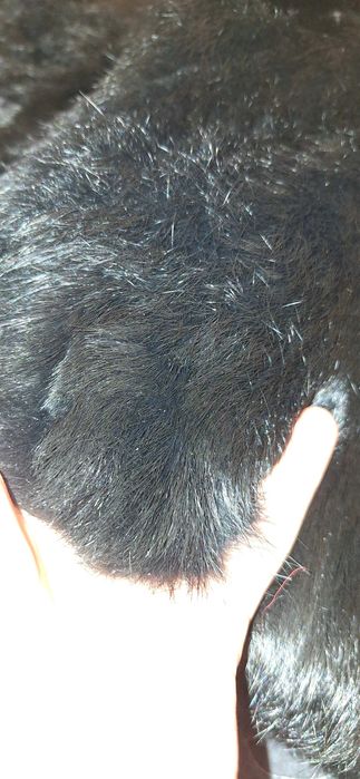 Vand blana naturala marime mare