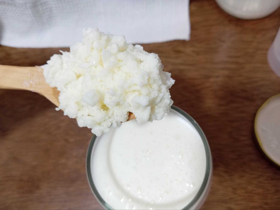 Pachet kefir de lapte (chefir) 3 porții + 1 SCOBY kombucha + ghid