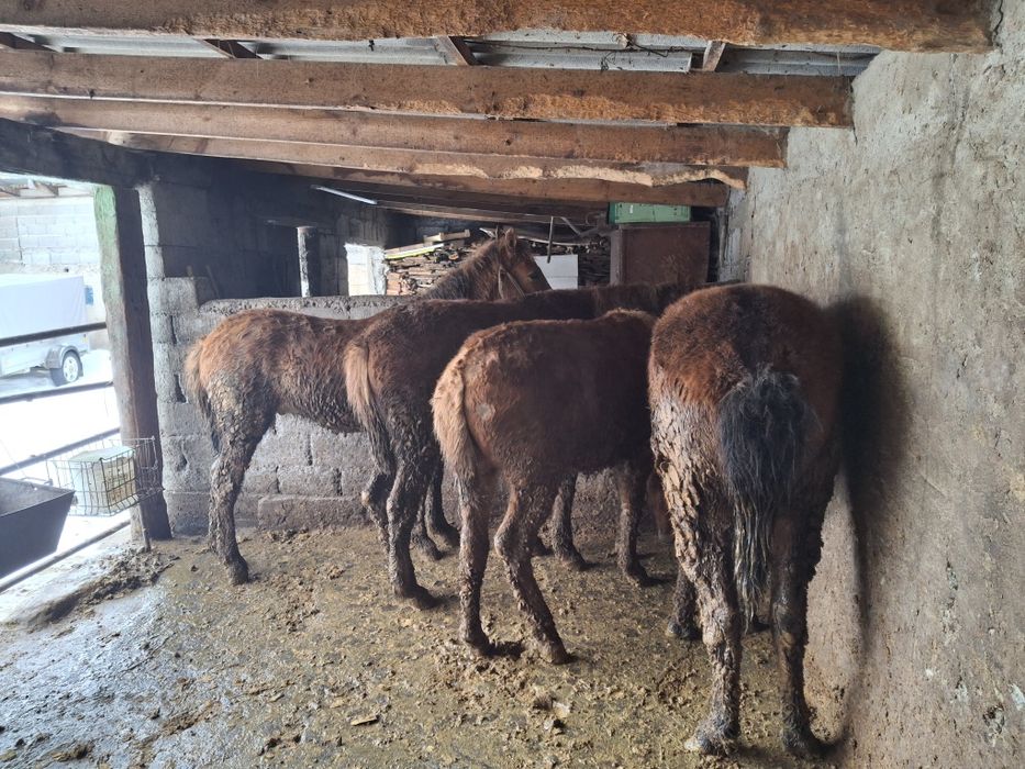 Уш байтал , бир кунан