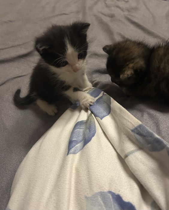 отдам котят в добрые руки