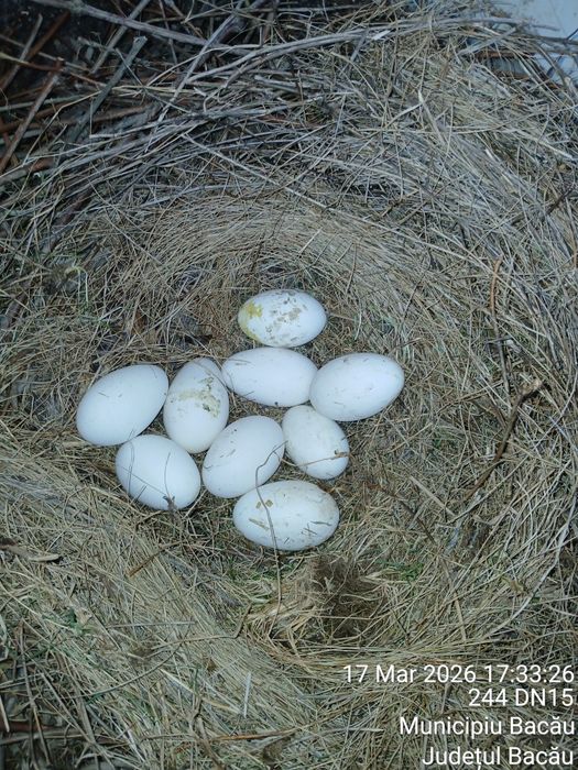 Vand oua de gasca pentru consum sau incubatie