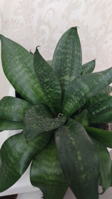 Комнатные цветы цена от 2500тенге