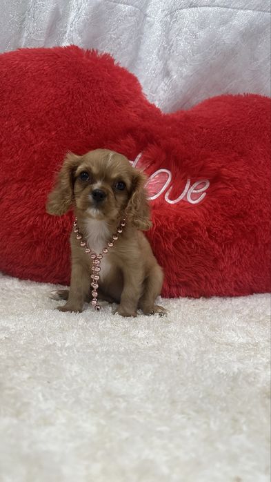 Очаровательная девочка кавалер кинг чарльз