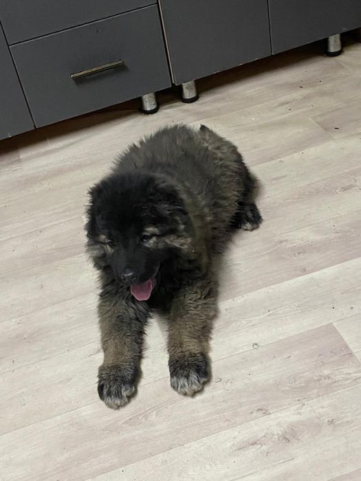 Продам щенка ковказца