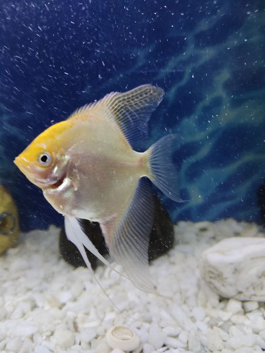 Сскалярия золотая бесплатно