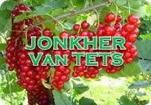 Stoloni de capsuni, zmeur, coacaz, afin, aronia si lonicera!