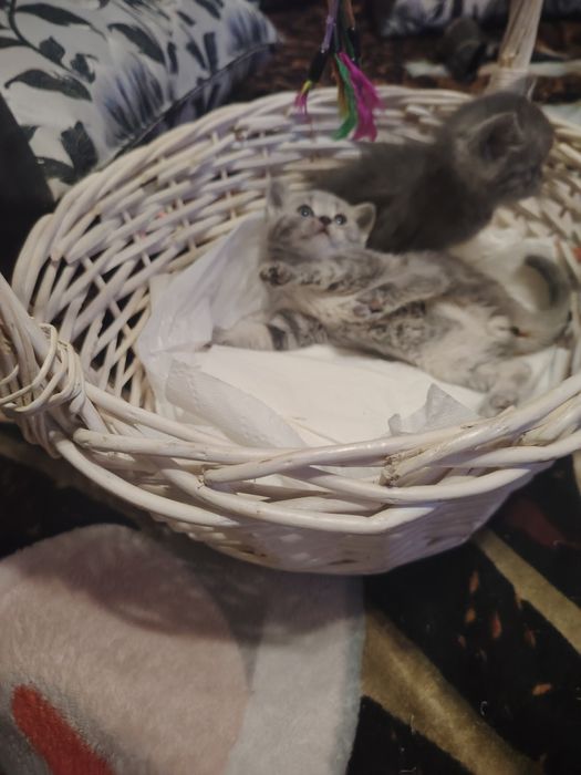 Британские малыши