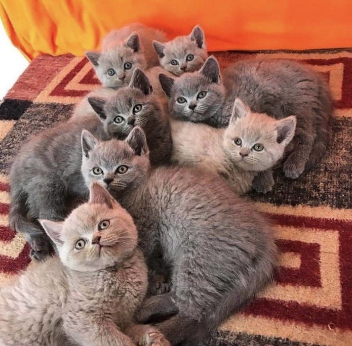 Восхитителььные Котята